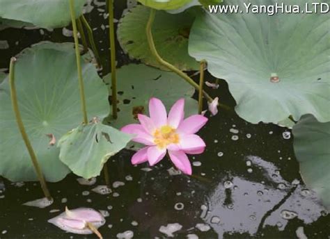 門口 養蓮花 風水|【門口 養蓮花 風水】入門養「蓮」花開富貴！風水師。